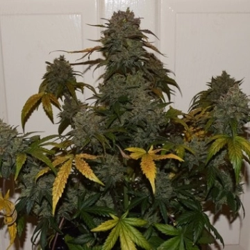 Auto Night Queen Autoflowering cannabis flower bud by Dutch Passion