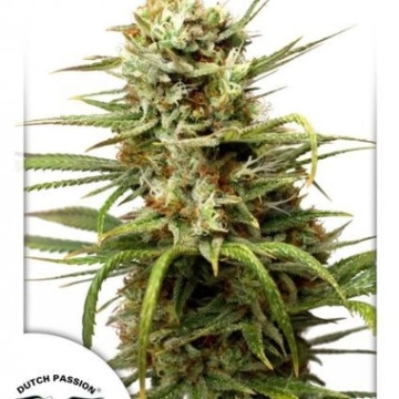 Auto White Widow Autoflowering cannabis flower bud by Dutch Passion