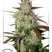 Blue Auto Mazar Autoflowering cannabis flower bud by Dutch Passion