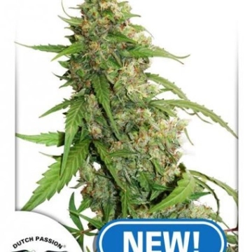 CBD Auto Compassion Lime Autoflowering cannabis flower bud by Dutch Passion