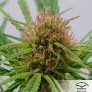 CBD ComPassion Feminized cannabis flower bud by Dutch Passion
