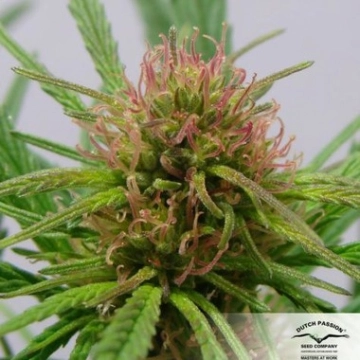 CBD ComPassion Feminized cannabis flower bud by Dutch Passion