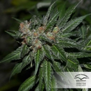 CBD Kush Feminized cannabis flower bud by Dutch Passion