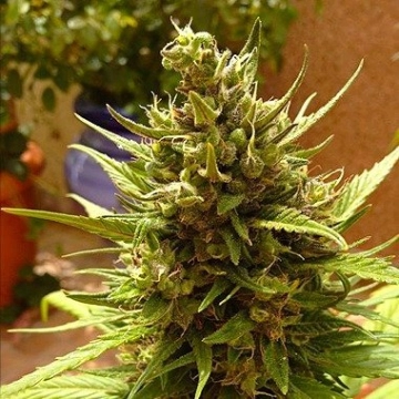 Auto Blueberry Autoflowering cannabis flower bud by Dutch Passion