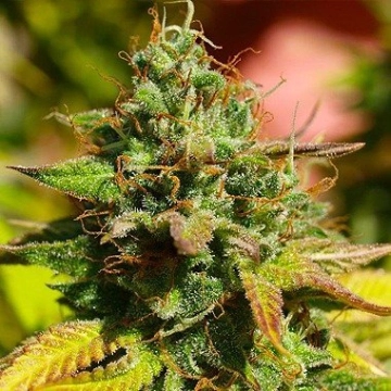Auto Mazar Autoflowering cannabis flower bud by Dutch Passion