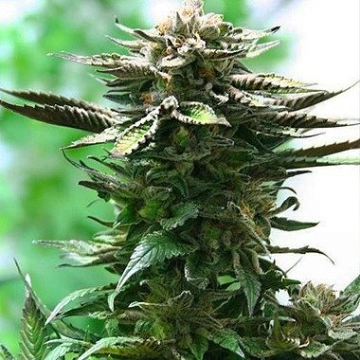 Blue Moonshine Feminized cannabis flower bud by Dutch Passion