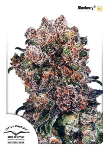Blueberry Feminized cannabis flower bud by Dutch Passion