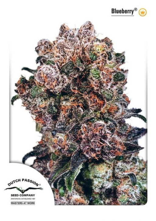 Blueberry – Dutch Passion – Feminized