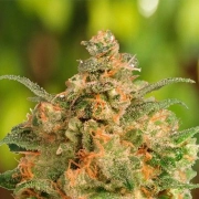 Brainstorm Feminized cannabis flower bud by Dutch Passion