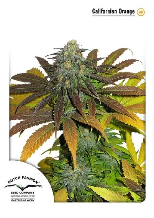 Californian Orange – Dutch Passion – Feminized