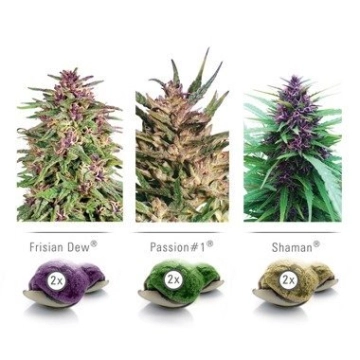 Colour Mix 1 Outdoor Feminized cannabis flower bud by Dutch Passion