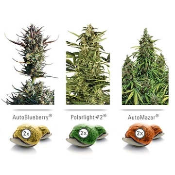 Colour Mix 6 Feminized cannabis flower bud by Dutch Passion