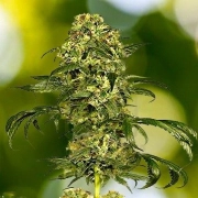 Dolce Vita Feminized cannabis flower bud by Dutch Passion