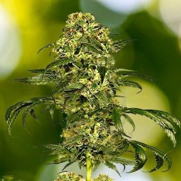 Dolce Vita Feminized cannabis flower bud by Dutch Passion