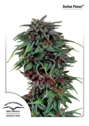 Durban Poison Feminized cannabis flower bud by Dutch Passion