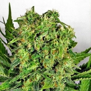 Dutch Cheese Feminized cannabis flower bud by Dutch Passion