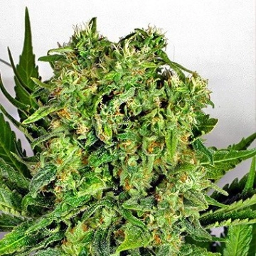 Dutch Cheese Feminized cannabis flower bud by Dutch Passion