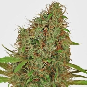 Dutch Haze Feminized cannabis flower bud by Dutch Passion