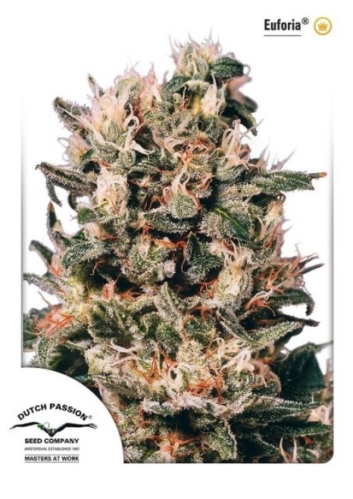 Euforia – Dutch Passion – Feminized