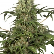 Green Spirit Feminized cannabis flower bud by Dutch Passion