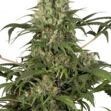 Green Spirit Feminized cannabis flower bud by Dutch Passion
