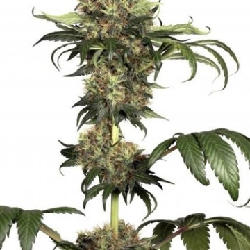 Isis Feminized cannabis flower bud by Dutch Passion