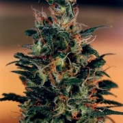 Khola Feminized cannabis flower bud by Dutch Passion