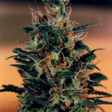 Khola Feminized cannabis flower bud by Dutch Passion