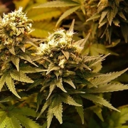Masterkush Feminized cannabis flower bud by Dutch Passion