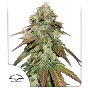 Mazar Feminized cannabis flower bud by Dutch Passion