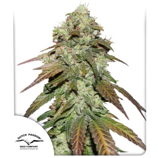 Mazar – Dutch Passion – Feminized