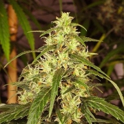 Mekong High Feminized cannabis flower bud by Dutch Passion
