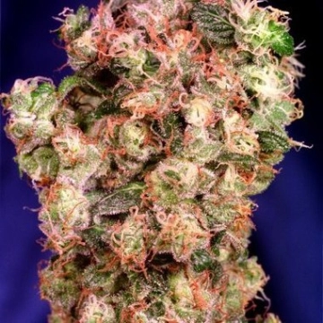 Oasis Feminized cannabis flower bud by Dutch Passion