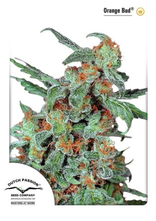 Orange Bud – Dutch Passion – Feminized