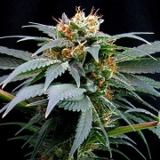 Ortega Indica Feminized cannabis flower bud by Dutch Passion