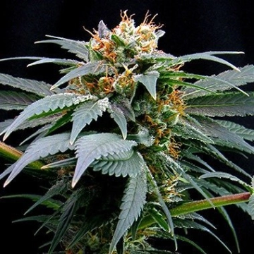 Ortega Indica Feminized cannabis flower bud by Dutch Passion