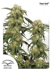 Pamir Gold Feminized cannabis flower bud by Dutch Passion