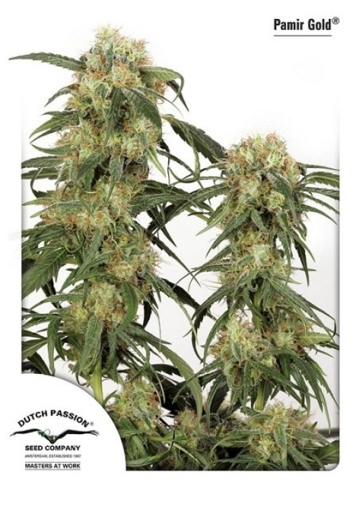 Pamir Gold – Dutch Passion – Feminized