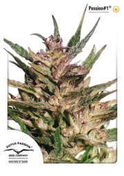 Passion #1 Feminized cannabis flower bud by Dutch Passion