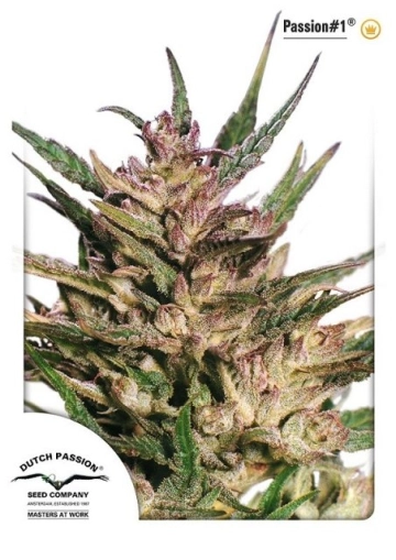 Passion #1 Feminized cannabis flower bud by Dutch Passion