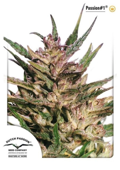 Passion #1 – Dutch Passion – Feminized