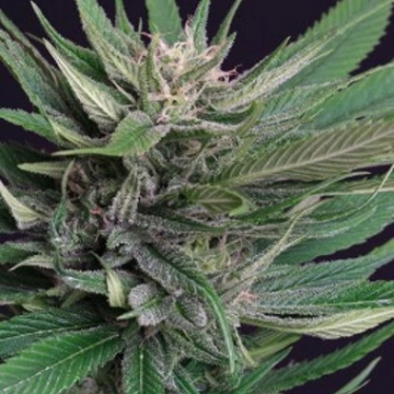 Perplex Feminized cannabis flower bud by Dutch Passion