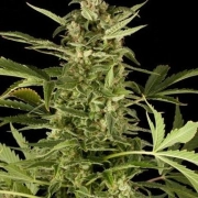 PolarLight #2 Autoflowering cannabis flower bud by Dutch Passion