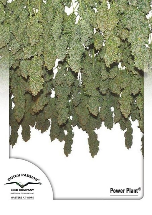 Power Plant – Dutch Passion – Feminized