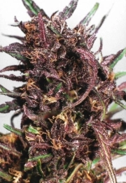 Purple #1 Feminized cannabis flower bud by Dutch Passion