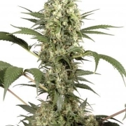 Sacra Frasca Feminized cannabis flower bud by Dutch Passion