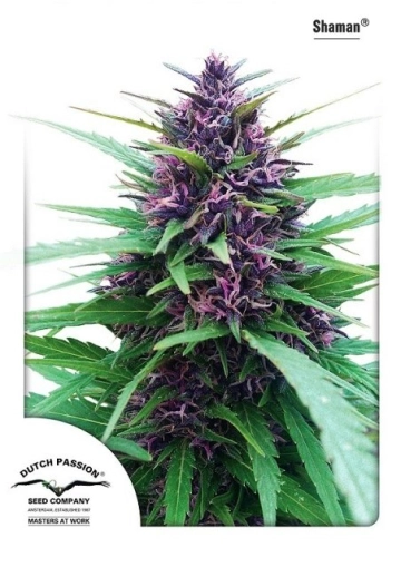 Shaman Feminized cannabis flower bud by Dutch Passion