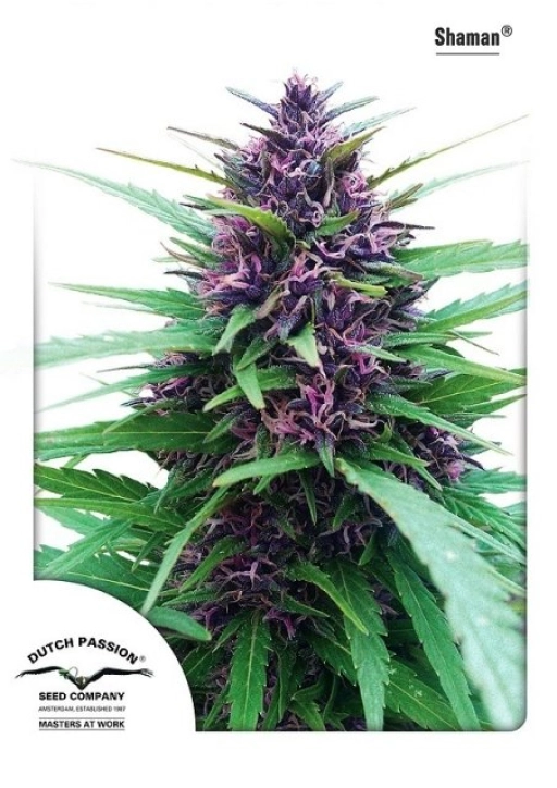Shaman – Dutch Passion – Feminized
