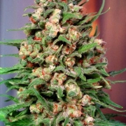 Skunk #1 Feminized cannabis flower bud by Dutch Passion