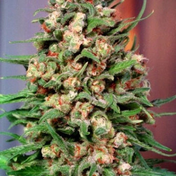 Skunk #1 Feminized cannabis flower bud by Dutch Passion